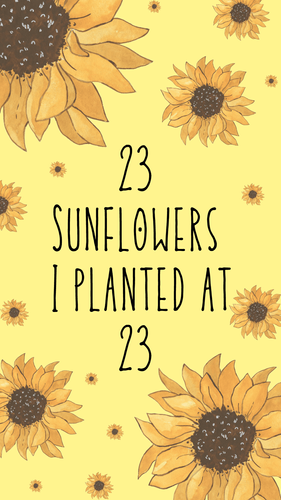 23 Sunflowers I planted at 23(part-3)